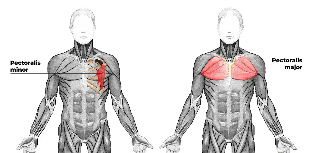 Quels muscles sont sollicités par les pompes ? [Réponse complète]