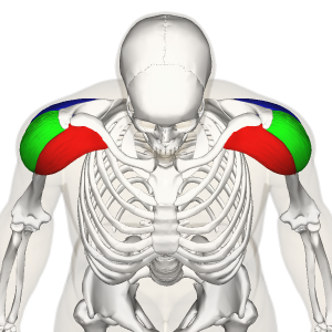 Les muscles des deltoïdes antérieurs (en rouge) sont très sollicités pendant les pompes sur les genoux
