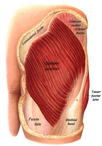 Le grand gluteal fait parti des principaux muscles sollicités par le squat